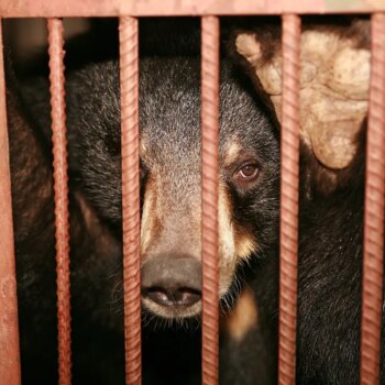 Un hombre es atacado por un oso en un supermercado del noreste de Japón mientras se multiplican los avistamientos en zonas pobladas