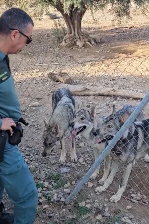 Un hombre, investigado en Murcia  por tener cuatro lobos ibéricos como mascotas