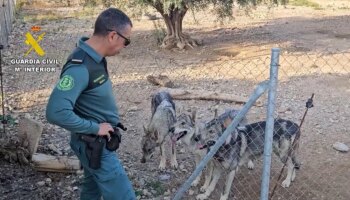 Un hombre, investigado en Murcia  por tener cuatro lobos ibéricos como mascotas