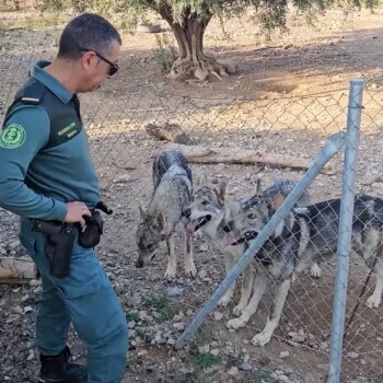 Un hombre, investigado en Murcia  por tener cuatro lobos ibéricos como mascotas