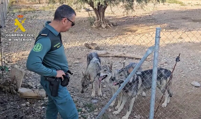 Un hombre, investigado en Murcia  por tener cuatro lobos ibéricos como mascotas