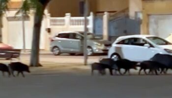 Una piara de jabalíes campa a sus anchas por las calles de Huércal de Almería