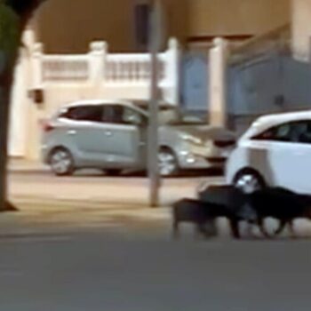 Una piara de jabalíes campa a sus anchas por las calles de Huércal de Almería