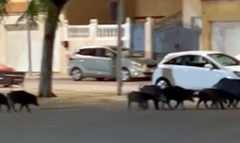 Una piara de jabalíes campa a sus anchas por las calles de Huércal de Almería