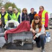 Val-de-Marne : un week-end pour tenter de sauver les chats d’un ancien camp rom en cours de démolition