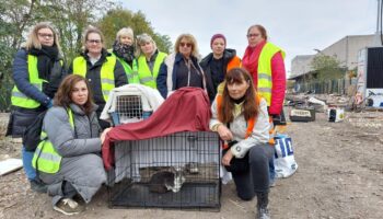 Val-de-Marne : un week-end pour tenter de sauver les chats d’un ancien camp rom en cours de démolition