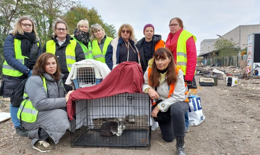 Val-de-Marne : un week-end pour tenter de sauver les chats d’un ancien camp rom en cours de démolition