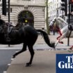 White horse that bolted through London traffic returns to royal duties