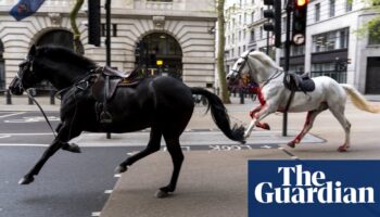 White horse that bolted through London traffic returns to royal duties