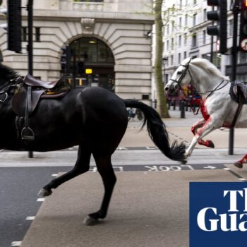 White horse that bolted through London traffic returns to royal duties