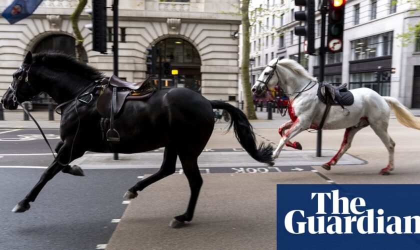 White horse that bolted through London traffic returns to royal duties