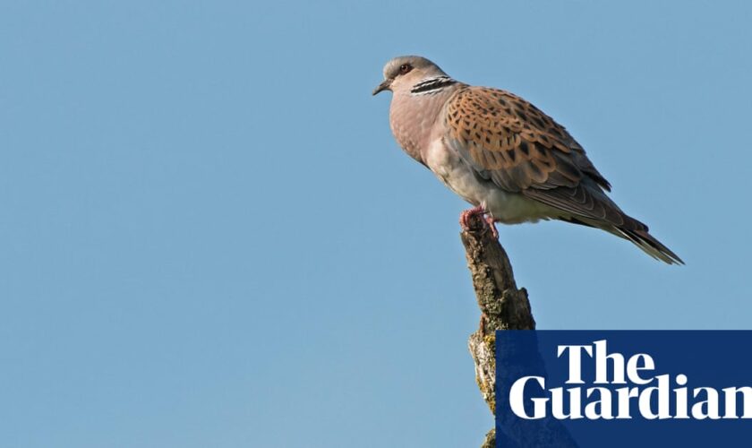 Wild bird numbers continue ‘alarming’ decline in UK, Defra figures show