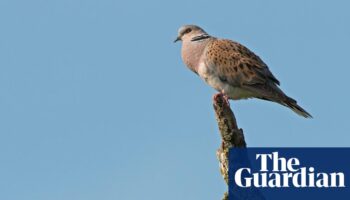 Wild bird numbers continue ‘alarming’ decline in UK, Defra figures show