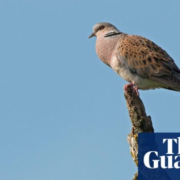 Wild bird numbers continue ‘alarming’ decline in UK, Defra figures show