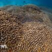 World’s largest coral found in the Pacific