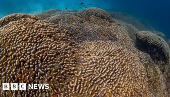 World’s largest coral found in the Pacific