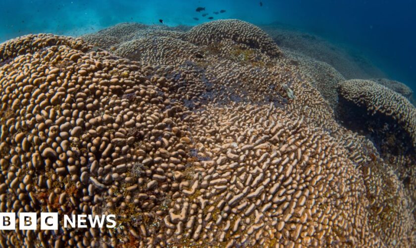 World’s largest coral found in the Pacific