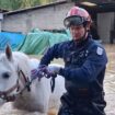 « ll faut avoir la fibre » : ces pompiers sauvent les animaux de tous poils en Seine-et-Marne