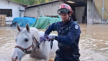 « ll faut avoir la fibre » : ces pompiers sauvent les animaux de tous poils en Seine-et-Marne