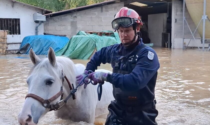 « ll faut avoir la fibre » : ces pompiers sauvent les animaux de tous poils en Seine-et-Marne