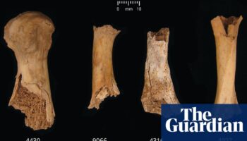 ‘Something horrible’: Somerset pit reveals bronze age cannibalism