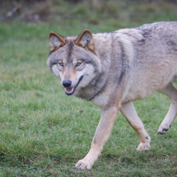 1013 loups en France : l’État autorise l’abattage de 192 d’entre eux en 2025, « pas à la hauteur » pour les éleveurs