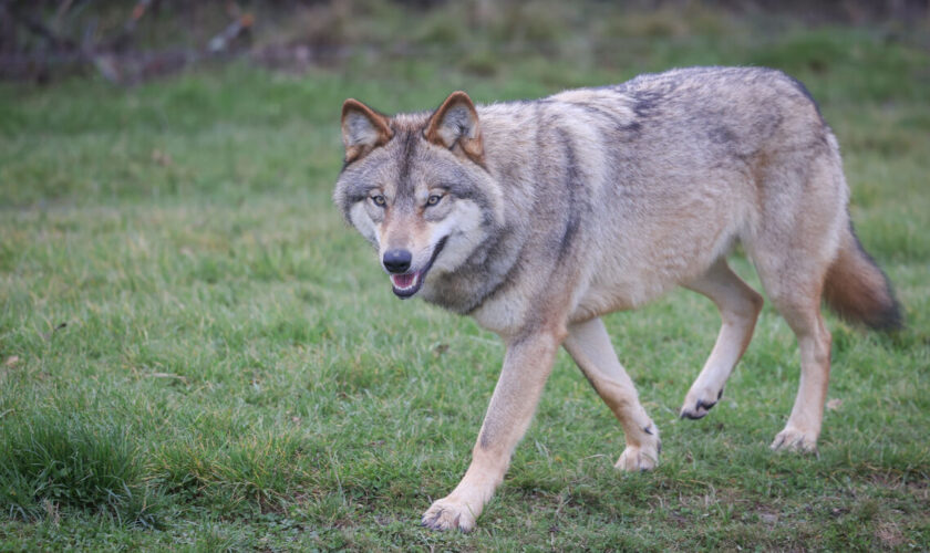 1013 loups en France : l’État autorise l’abattage de 192 d’entre eux en 2025, « pas à la hauteur » pour les éleveurs