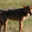 Colorado authorities hunting for coyote after attack on young child