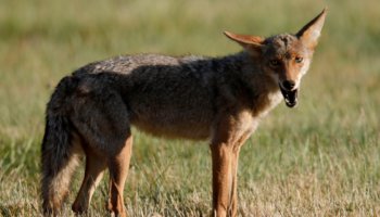 Colorado authorities hunting for coyote after attack on young child