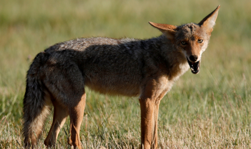 Colorado authorities hunting for coyote after attack on young child