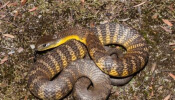 Horror moment poisonous snake slithers up driver's leg as he travels at 50mph