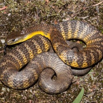 Horror moment poisonous snake slithers up driver’s leg as he travels at 50mph