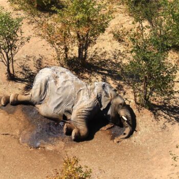 Hécatombe d’éléphants au Botswana: un empoisonnement lié au dérèglement climatique