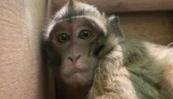 Monkeys travelling to UK labs for medical testing face gruelling journeys