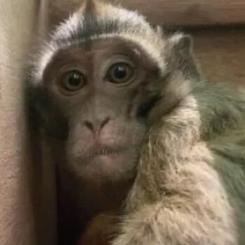 Monkeys travelling to UK labs for medical testing face gruelling journeys