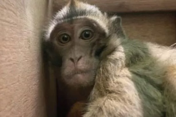 Monkeys travelling to UK labs for medical testing face gruelling journeys