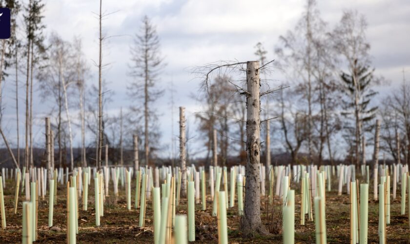 Können Staaten rechtlich zum Klimaschutz verpflichtet werden?