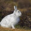 Deutsche Wildtierstiftung: Alpenschneehase ist Tier des Jahres