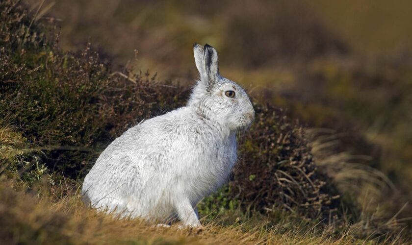 Deutsche Wildtierstiftung: Alpenschneehase ist Tier des Jahres