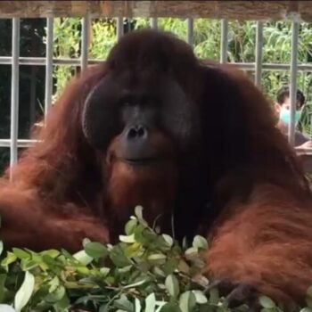 L’Indonésie, plaque tournante du trafic d’animaux sauvages