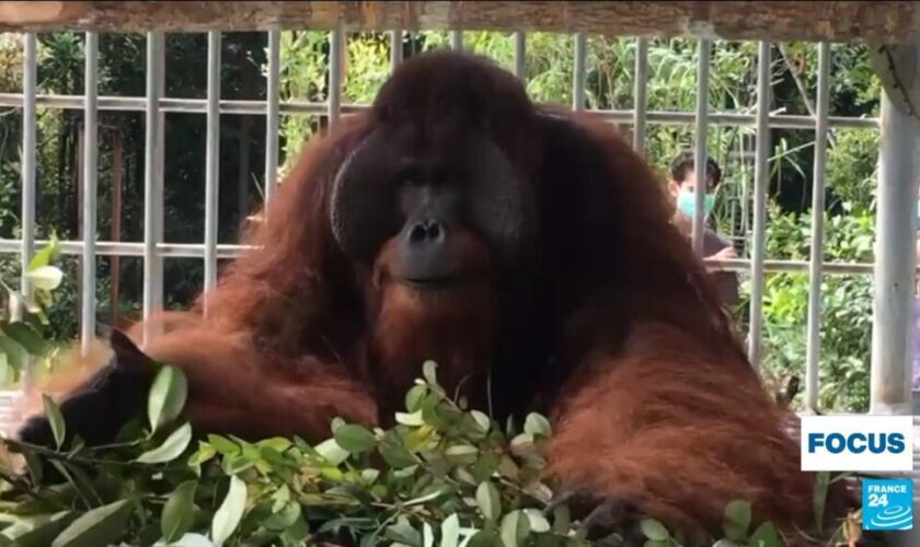 L’Indonésie, plaque tournante du trafic d’animaux sauvages