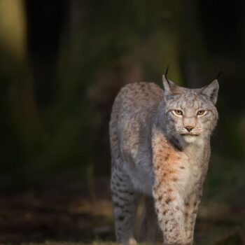 Trois lynx abattus dans le Jura suisse par erreur, par un chasseur qui avait l’autorisation de tuer des loups