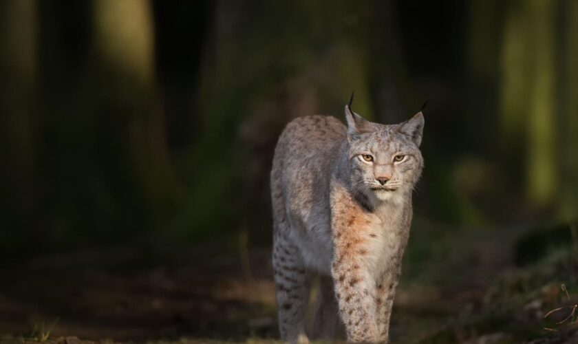 Trois lynx abattus dans le Jura suisse par erreur, par un chasseur qui avait l’autorisation de tuer des loups