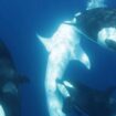 Killer whale pod develops unique technique to hunt world's largest fish