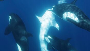 Killer whale pod develops unique technique to hunt world's largest fish