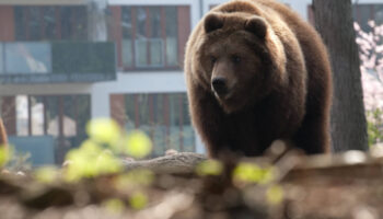 Au Japon, un ours ravage un supermarché avant d’être abattu