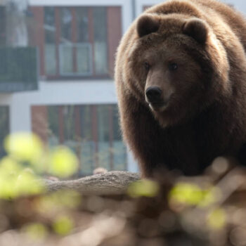 Au Japon, un ours ravage un supermarché avant d’être abattu