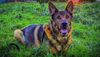 Undated handout photo issued by The Thin Blue Paw Foundation of retired police dog Bear who rescued a vulnerable man after locating him in woods. The German Shepherd, was on his first walk in the Eastbourne area since recovering from major surgery to remove two tumours, sensed the presence of the man who was actually a missing person being searched for by police. Issue date: Monday December 2, 2024.