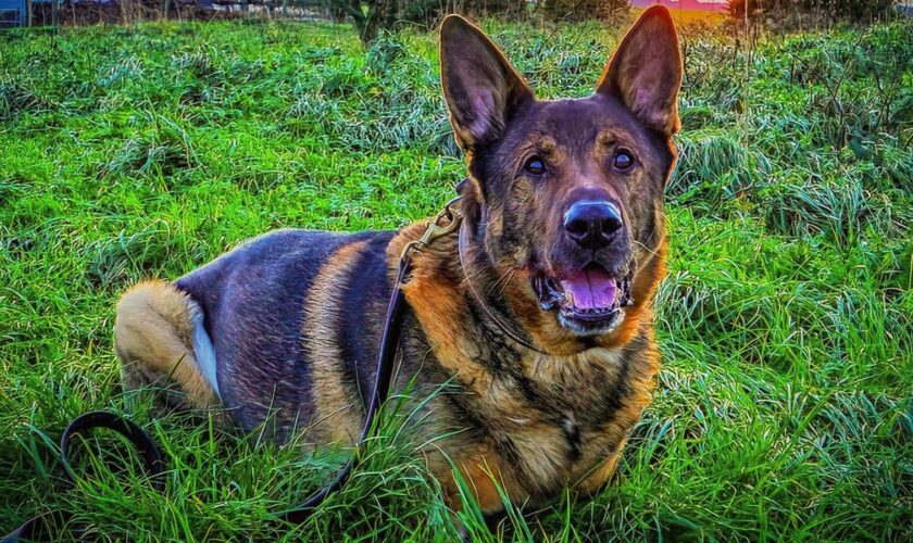 Undated handout photo issued by The Thin Blue Paw Foundation of retired police dog Bear who rescued a vulnerable man after locating him in woods. The German Shepherd, was on his first walk in the Eastbourne area since recovering from major surgery to remove two tumours, sensed the presence of the man who was actually a missing person being searched for by police. Issue date: Monday December 2, 2024.