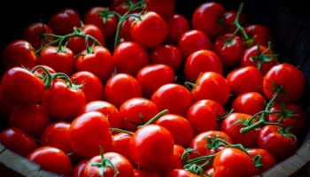 Les tomates de sauces dites italiennes proviendraient en réalité du travail forcé des Ouïghours en Chine